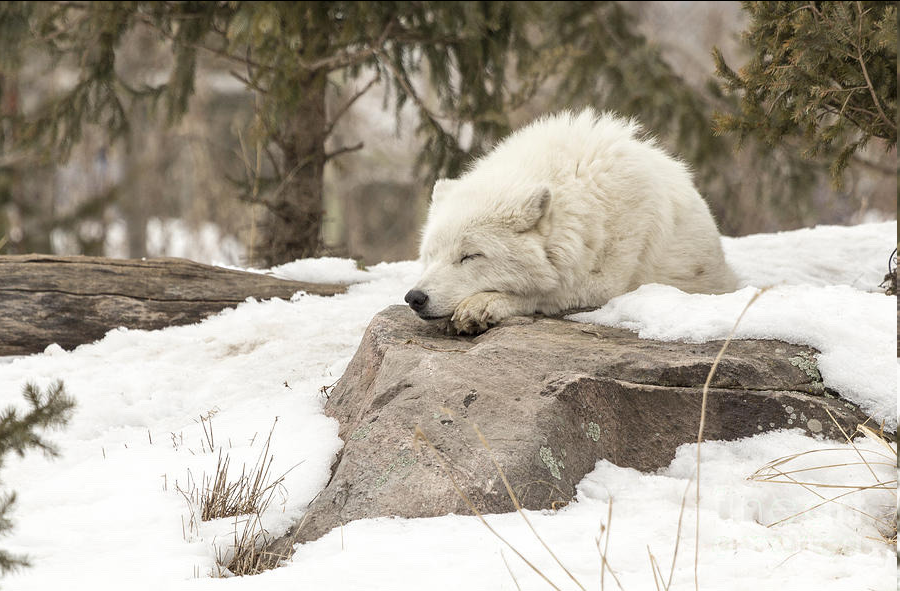 A wolf sleeps contentedly on a snowy rock.