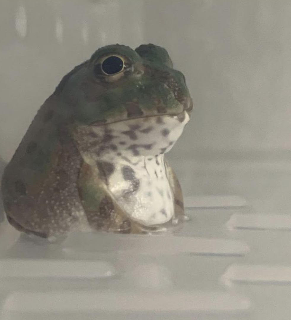 an exceptionally round frog sitting like an old man watching construction workers from his porch