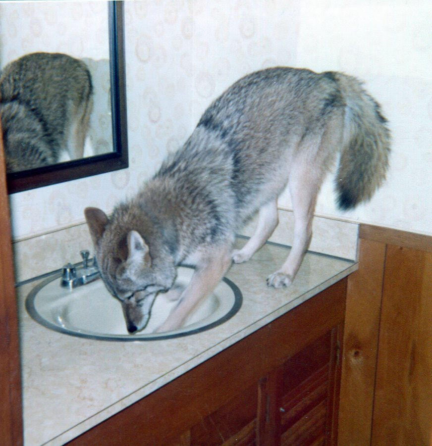 a wolf washing their paws in the sink