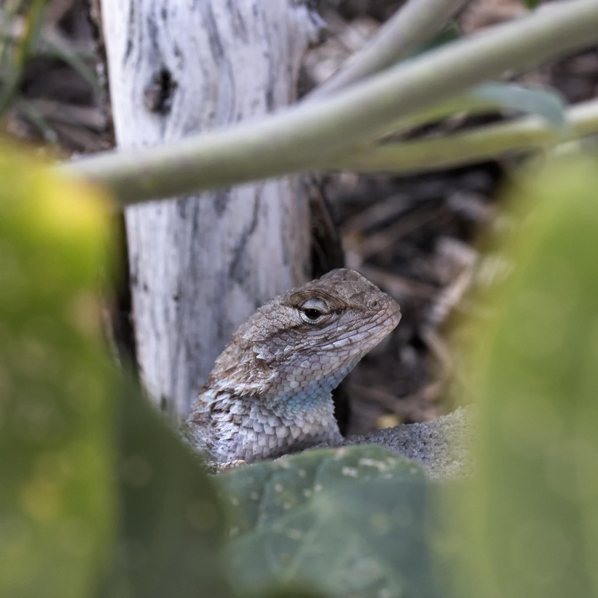 a bearded dragon looking smugly at the camera from its branch.