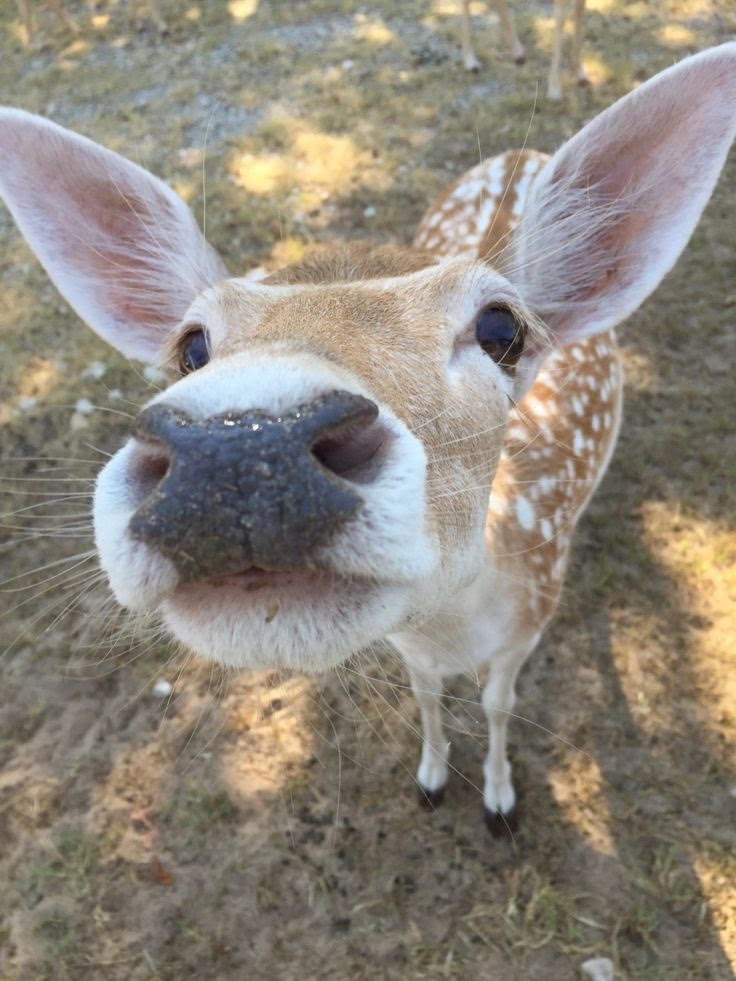 a deer sniffs the camera.