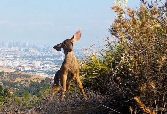 a young deer stands backdropped by a city. its ears are splayed.