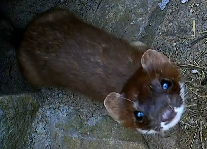 a brown stoat looks directly upward at the camera