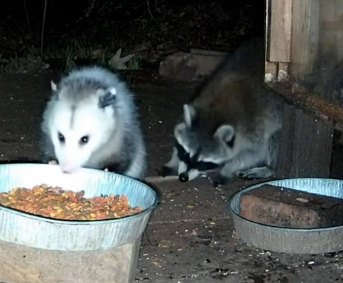 a raccoon tests if an opossum's tail is food. the opossum is too munching to care.