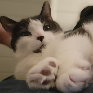 peeted with the paws